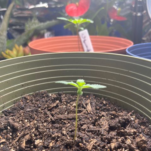 CannaBusta Rhymes  growlog timeline photo