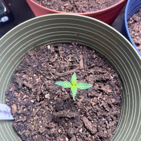 CannaBusta Rhymes  growlog timeline photo