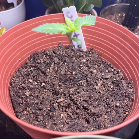 Amy Weedhouse growlog timeline photo