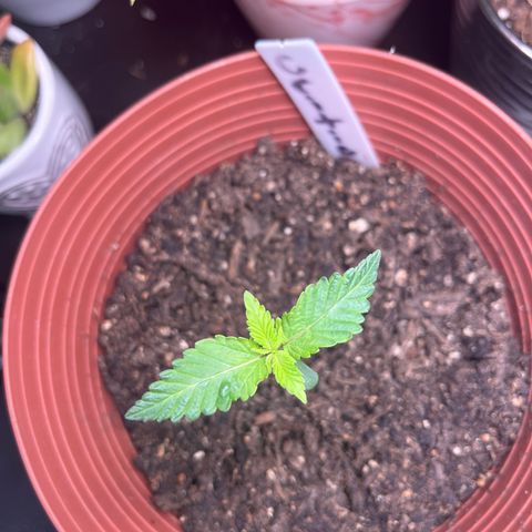 Amy Weedhouse growlog timeline photo