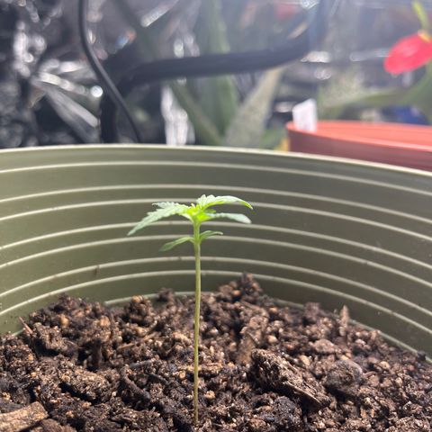 CannaBusta Rhymes  growlog timeline photo