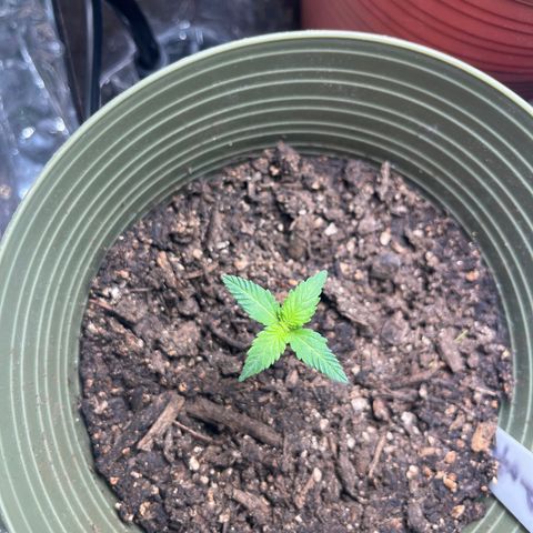 CannaBusta Rhymes  growlog timeline photo