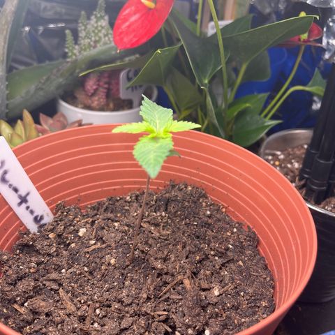 Amy Weedhouse growlog timeline photo