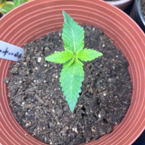 Amy Weedhouse growlog timeline photo