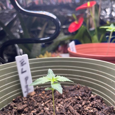 CannaBusta Rhymes  growlog timeline photo