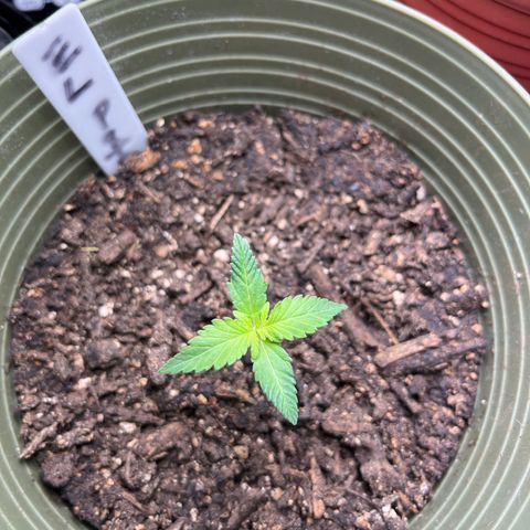 CannaBusta Rhymes  growlog timeline photo