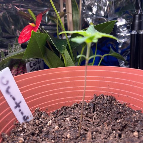 Amy Weedhouse growlog timeline photo