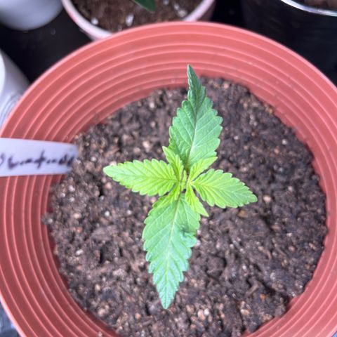 Amy Weedhouse growlog timeline photo