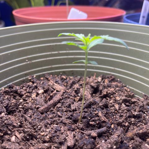 CannaBusta Rhymes  growlog timeline photo