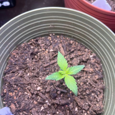 CannaBusta Rhymes  growlog timeline photo