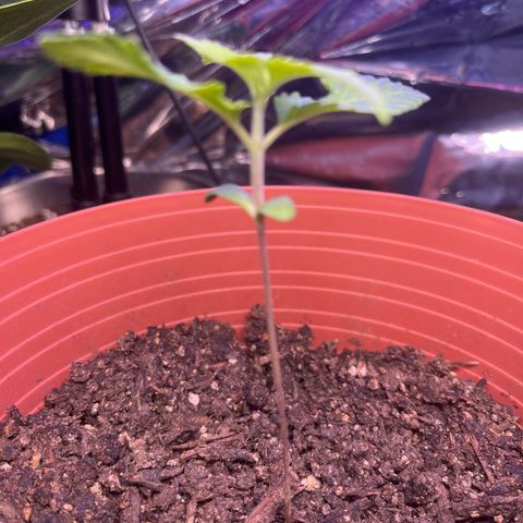 Amy Weedhouse growlog timeline photo