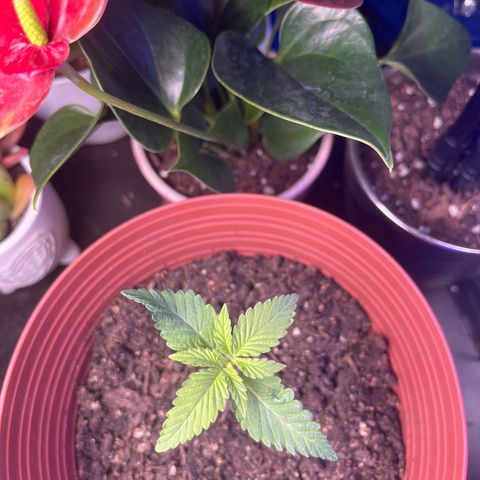Amy Weedhouse growlog timeline photo