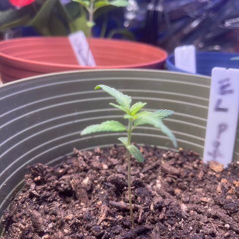 CannaBusta Rhymes  growlog timeline photo
