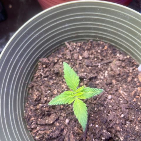 CannaBusta Rhymes  growlog timeline photo