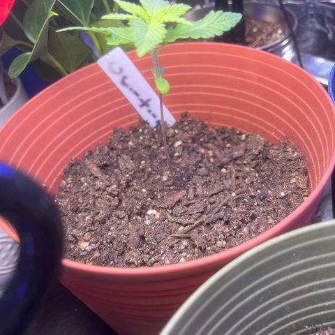 Amy Weedhouse growlog timeline photo