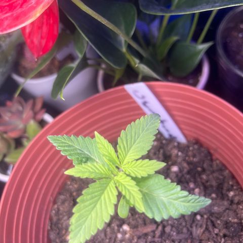 Amy Weedhouse growlog timeline photo
