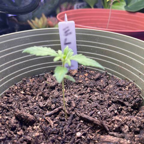 CannaBusta Rhymes  growlog timeline photo