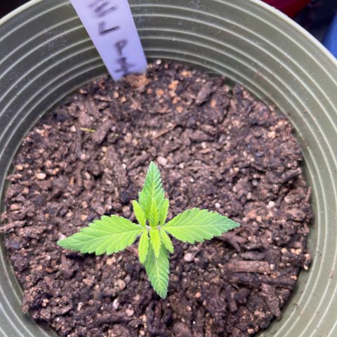 CannaBusta Rhymes  growlog timeline photo