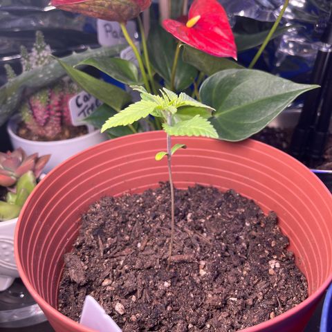 Amy Weedhouse growlog timeline photo