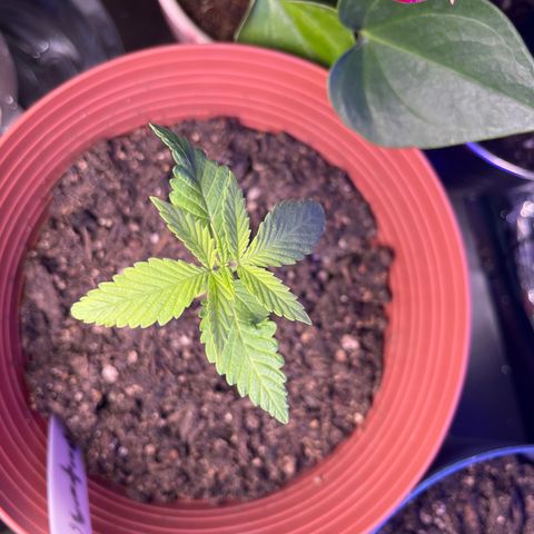 Amy Weedhouse growlog timeline photo