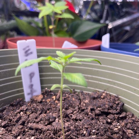 CannaBusta Rhymes  growlog timeline photo
