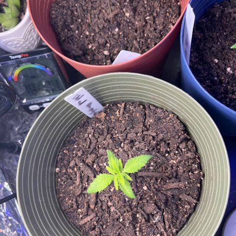 CannaBusta Rhymes  growlog timeline photo