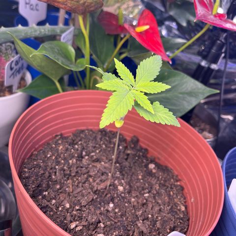 Amy Weedhouse growlog timeline photo