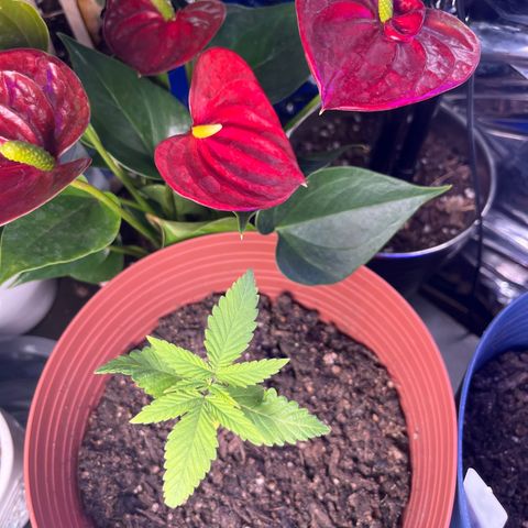 Amy Weedhouse growlog timeline photo