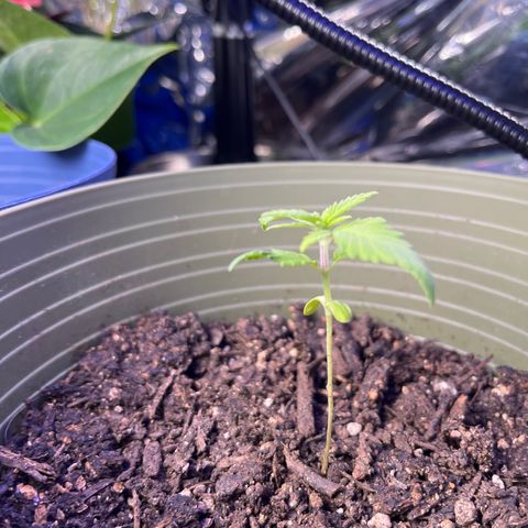 CannaBusta Rhymes  growlog timeline photo