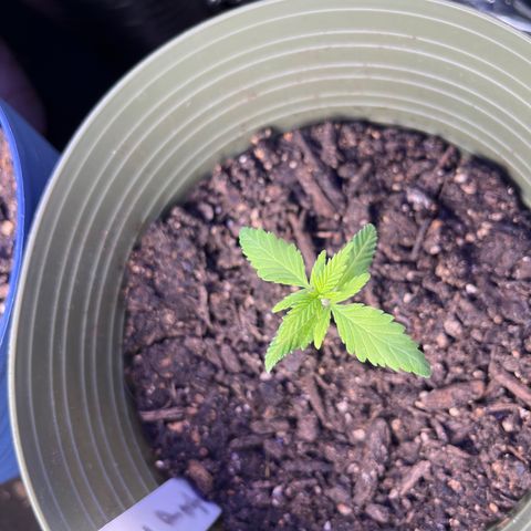 CannaBusta Rhymes  growlog timeline photo