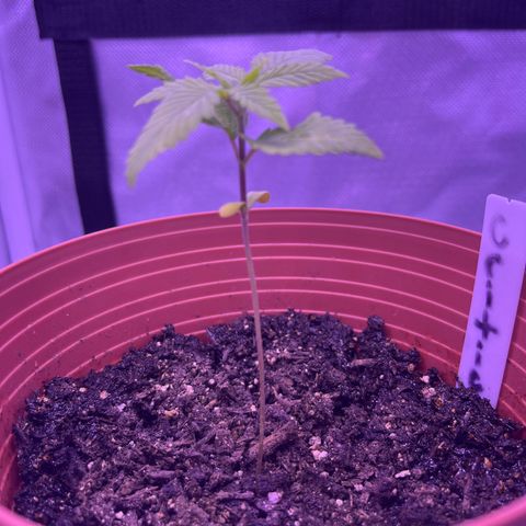 Amy Weedhouse growlog timeline photo