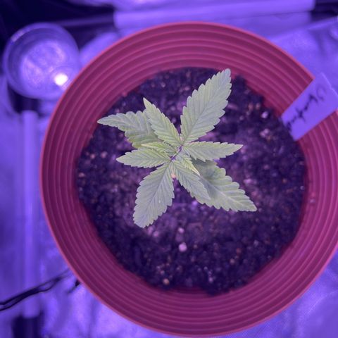Amy Weedhouse growlog timeline photo