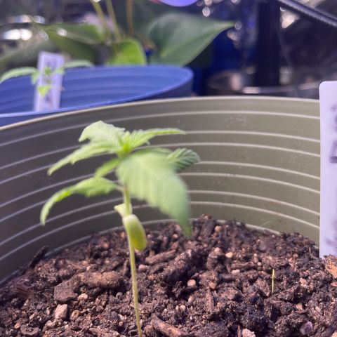 CannaBusta Rhymes  growlog timeline photo