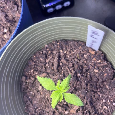CannaBusta Rhymes  growlog timeline photo
