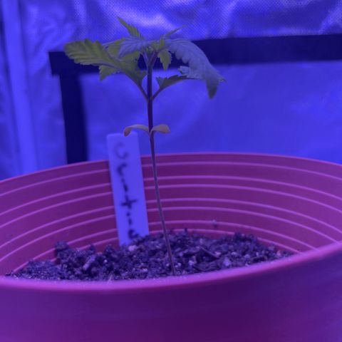 Amy Weedhouse growlog timeline photo