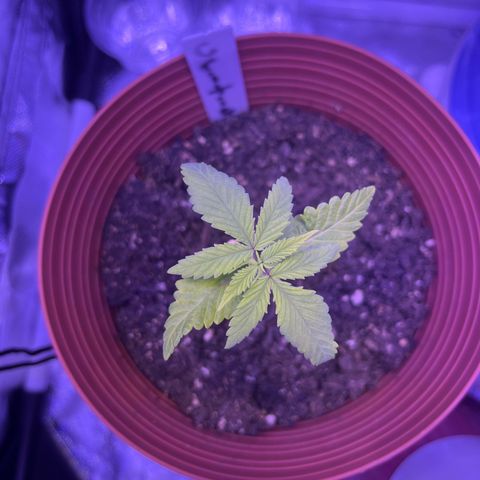 Amy Weedhouse growlog timeline photo