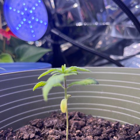 CannaBusta Rhymes  growlog timeline photo