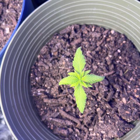 CannaBusta Rhymes  growlog timeline photo
