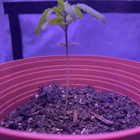 Amy Weedhouse growlog timeline photo