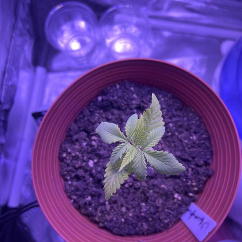 Amy Weedhouse growlog timeline photo