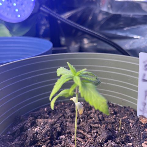 CannaBusta Rhymes  growlog timeline photo