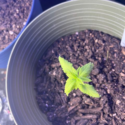 CannaBusta Rhymes  growlog timeline photo