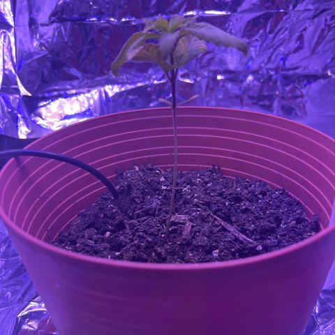 Amy Weedhouse growlog timeline photo