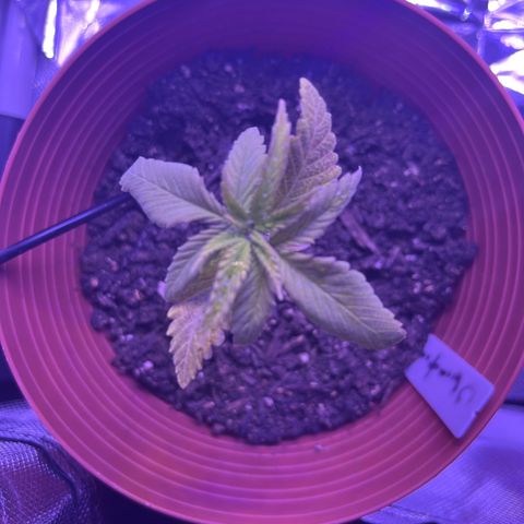 Amy Weedhouse growlog timeline photo