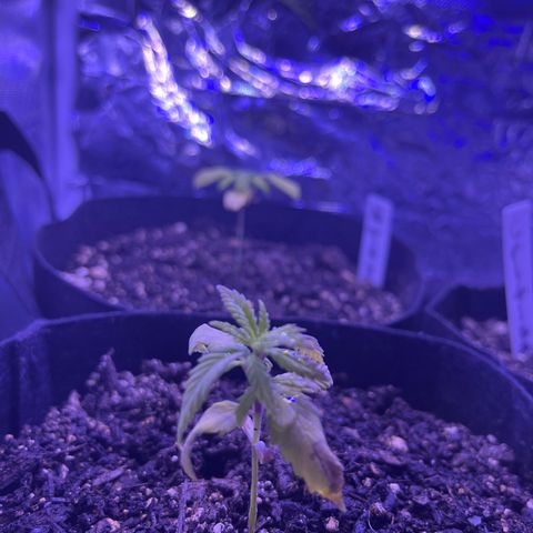 CannaBusta Rhymes  growlog timeline photo