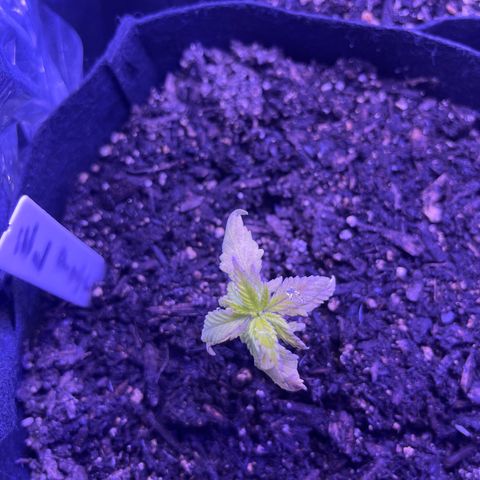 CannaBusta Rhymes  growlog timeline photo