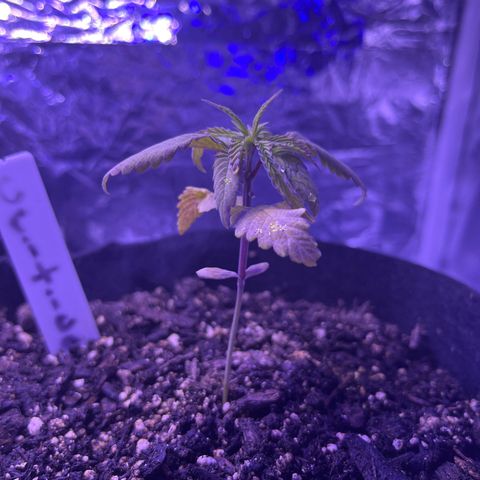 Amy Weedhouse growlog timeline photo