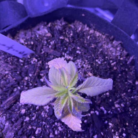 Amy Weedhouse growlog timeline photo