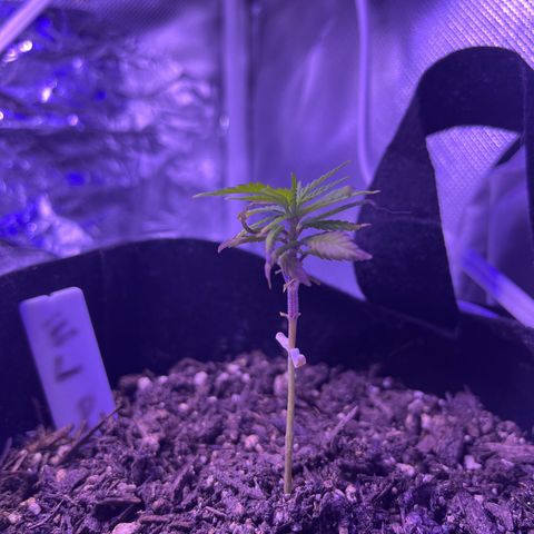 CannaBusta Rhymes  growlog timeline photo
