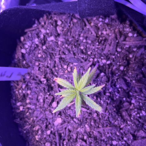 CannaBusta Rhymes  growlog timeline photo